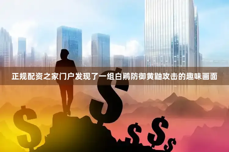 正规配资之家门户发现了一组白鹇防御黄鼬攻击的趣味画面